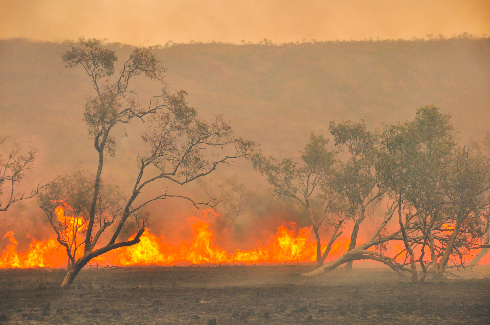Лесные пожары в Австралии рисунок